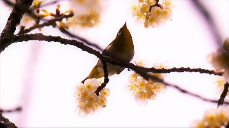 桜、ウグイス、メジロ