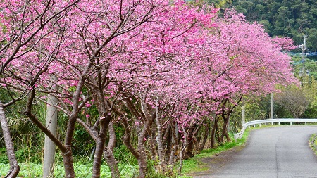 桜、ウグイス、メジロ