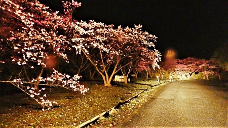 夜桜見物