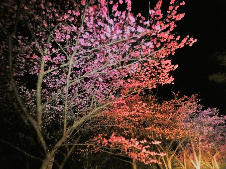 夜桜見物