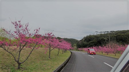 崎原桜ロード