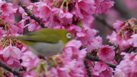 緋寒桜とメジロ