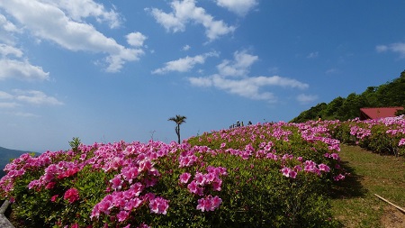 ツツジだサクラだ宇検村