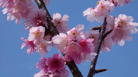 今年の１月は暖かいぞ