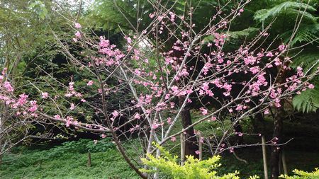 緋寒桜　始まりました