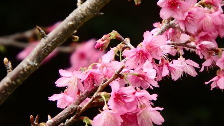 緋寒桜　始まりました