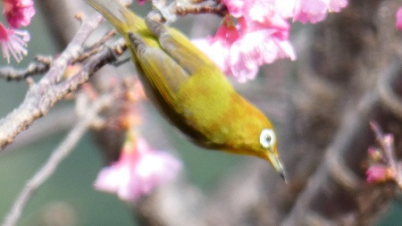 春の兆し