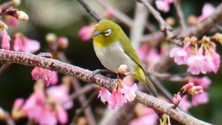 春の兆し