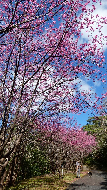 緋寒桜