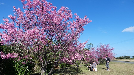 緋寒桜