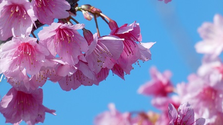 緋寒桜