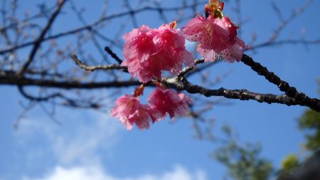 緋寒桜もう少し