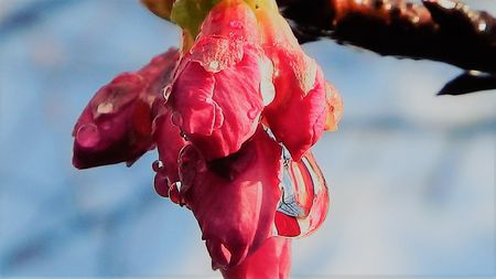 緋寒桜もう少し