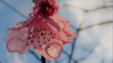 緋寒桜もう少し