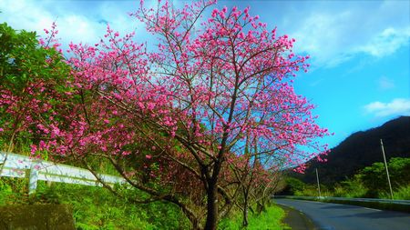 緋寒桜もう少し
