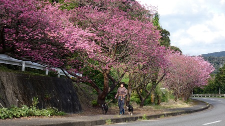 緋寒桜でお散歩