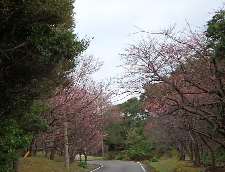 緋寒桜始まります