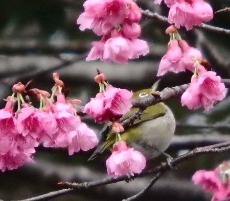 緋寒桜始まります