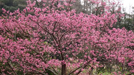 緋寒桜始まります