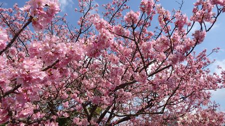 まだまだ緋寒桜