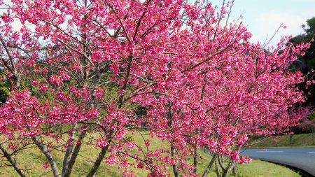 まだまだ緋寒桜
