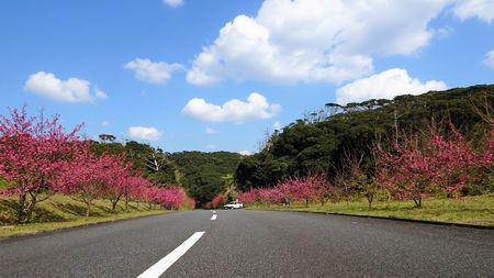 まだまだ緋寒桜