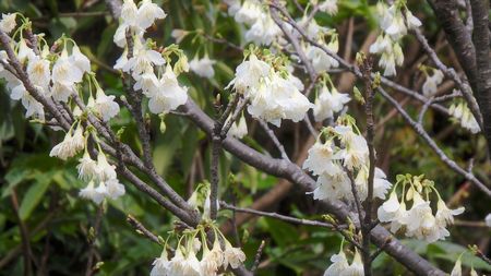 まだまだ緋寒桜