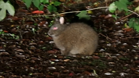 クロウサギ
