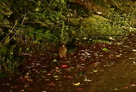 クロウサギ