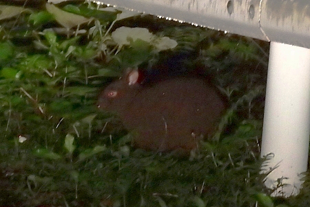 クロウサギ