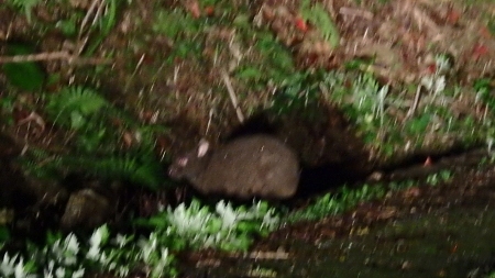 クロウサギ