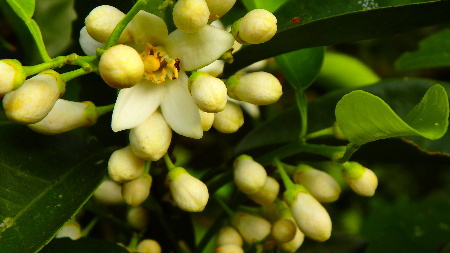 ミカン畑の草刈り