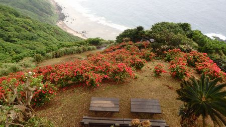 嶺山公園のツツジ