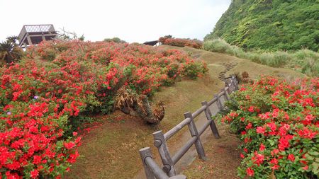 嶺山公園のツツジ