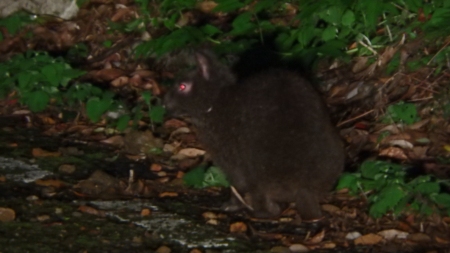 クロウサギ