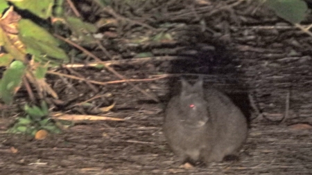 クロウサギ