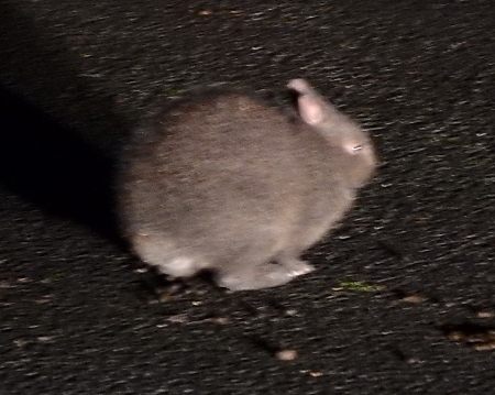 昨夜のクロウサギ