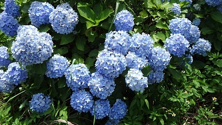 紫陽花