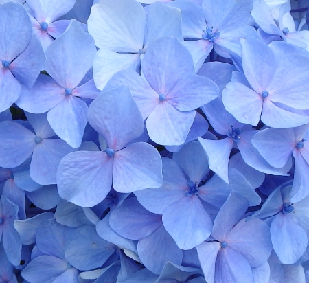 紫陽花