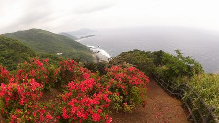 嶺山公園のツツジ