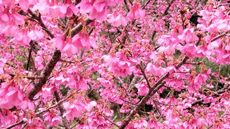 緋寒桜