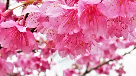 緋寒桜