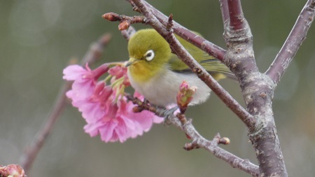 緋寒桜