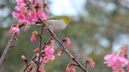 緋寒桜