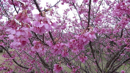 緋寒桜