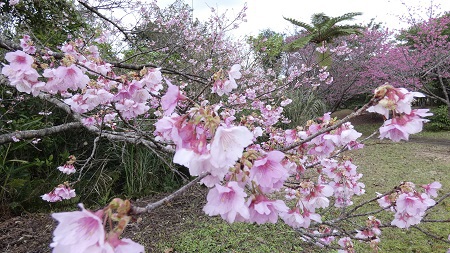 緋寒桜