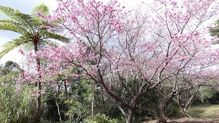 緋寒桜