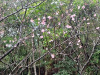 緋寒桜が見ごろ