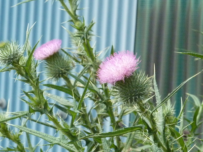 外来限定～野の花観察日記:アメリカオニアザミ