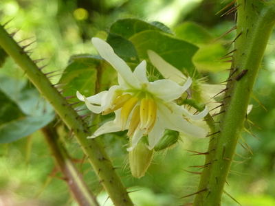 キンギンナスビ